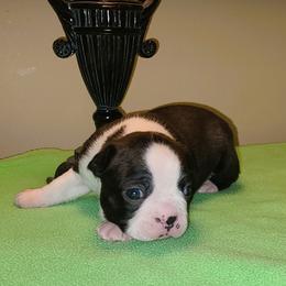 Arrow - Black and white male Boston Terrier puppy in Rogersville, Alabama from Angel's Boston Terriers and French Bulldog