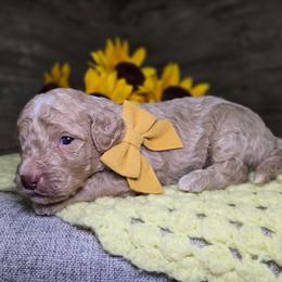 Ava - Apricot female Goldendoodle puppy in Woodburn, Indiana from DNLS Doodle Puppies
