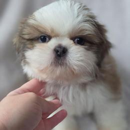 Mack - Blue and white male Shih Tzu puppy in Jenks, Oklahoma from Noble Shih Tzu