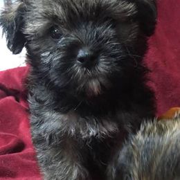 Maltese, Poodles, Shiba Inu, and Shih Tzus from Windmill Creek Puppies
