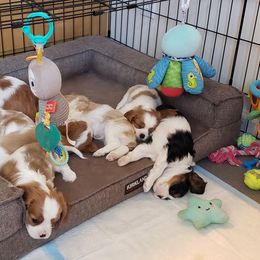 Cavalier King Charles Spaniels, Companion Crosses, and Maltese from Nelson Cavaliers