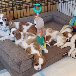 Cavalier King Charles Spaniels, Companion Crosses, and Maltese from Nelson Cavaliers