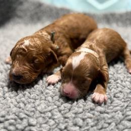 Boy 2 - Apricot male Goldendoodle puppy in Norton, Ohio from Keepsake Doodles