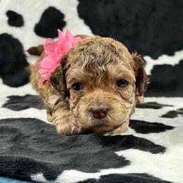 Blanche - Brown female Poodle puppy in Lancaster, Missouri from Cavapoo Acres