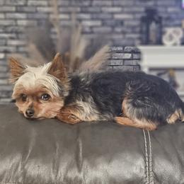 Major - Yorkshire Terrier