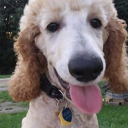 Poodle Puppies from Barbi's Standards