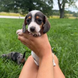 Layla - Piebald female Dachshund puppy in Ridgeville, Indiana from McCord’s Standard Aussies