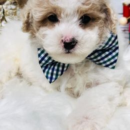 Skittles. AKC. Clear - Parti male Poodle puppy in Nixa, Missouri from Family Poodles