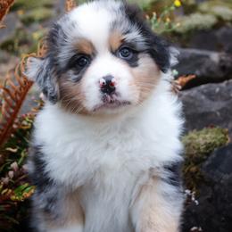 Miniature American Shepherd Puppies from Casita Miniature American Shepherds