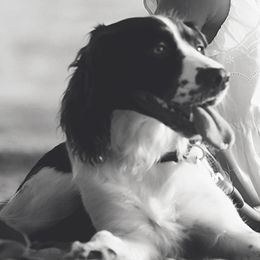 English Springer Spaniels from Eden Springers