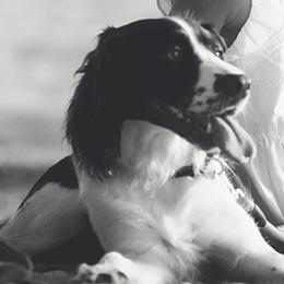 English Springer Spaniels from Eden Springers