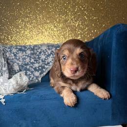 Gunner - Chocolate and cream male Dachshund puppy in New Albany, Mississippi from Double A. Doxies