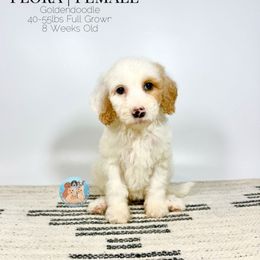 Flora - Apricot female Goldendoodle puppy in Southwest Ranches, Florida from Dandy Doodle Ranch