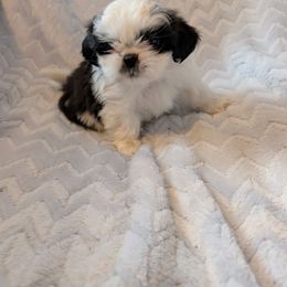 Toffey - Gold and white female Shih Tzu puppy in Ashwood, Oregon from Kelly Hendrix's Cavalier King Charles Spaniels & Toy Australian Shepherds