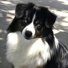 Django - Miniature Australian Shepherd