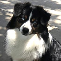 Django - Miniature Australian Shepherd