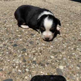 Sadie - Black tri female Miniature Australian Shepherd puppy in Marion, Michigan from Highland Hills Mini Aussies