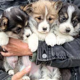 Pembroke Welsh Corgi Puppies from Mendoza Welsh Corgi’s