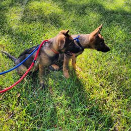 German Shepherd Puppies from Royalty German Shepherds