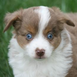 Jasper - Red merle male Miniature Australian Shepherd puppy in Fairview, South Dakota from Dakota Toy Aussies