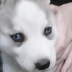 Siberian Husky Puppies from Siberian Songs