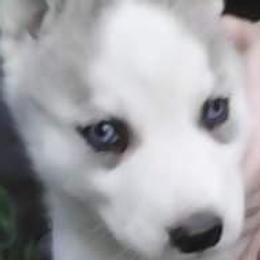 Siberian Husky Puppies from Siberian Songs