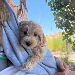 Cedar - Apricot male Goldendoodle puppy in Redmond, Oregon from Bourbon and Lace Doodles