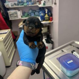 Gunner - Black and mahogany Rottweiler puppy in Newport Center, Vermont from Rosalyn's Rottweilers