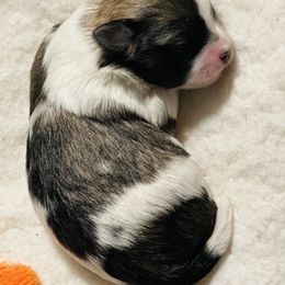 Shichon Puppies from Great Lakes Teddy Bear Dogs