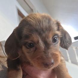 Ewok - Dapple male Dachshund puppy in Arizona from Tps Teeny Weins