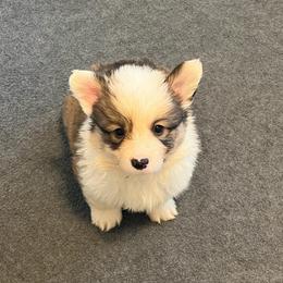 Salem - White and red male Pembroke Welsh Corgi puppy in Boyd, Texas from Barker's Corgis