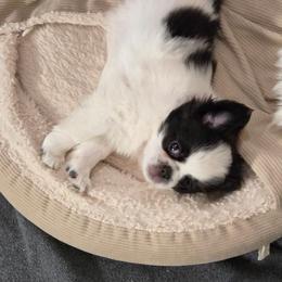 Small boy - Black and white male Japanese Chin puppy in Vernon, Connecticut from Chin Babies