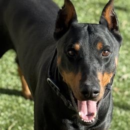Doberman Pinschers from Dobie Sunrise