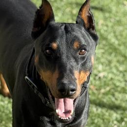 Doberman Pinschers from Dobie Sunrise