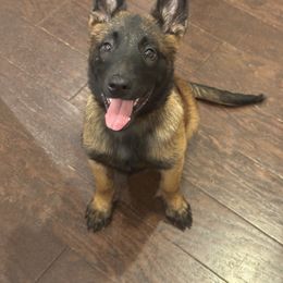 Belgian Malinois Puppies from Fromage Malinois