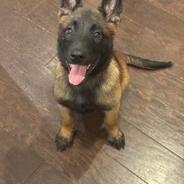 Belgian Malinois Puppies from Fromage Malinois