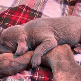 Weimaraner Puppies from Alpha Weims by The Mattas Kennel