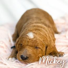Mickey - Red  male Goldendoodle puppy in Fort Collins, Colorado from Front Range Family Doodles