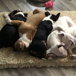 Bull Terrier Puppies from Bally Bull Terriers