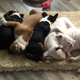 Bull Terrier Puppies from Bally Bull Terriers