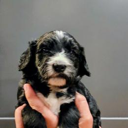 Pongo - Black and white male Bernedoodle puppy in Forest, Ohio from Mini Doodle Buddies