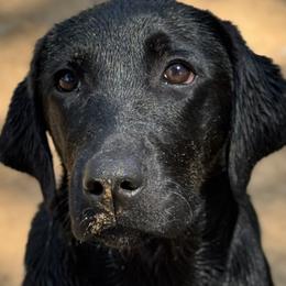 Labrador Retrievers and Poodles from CMJ Kennels