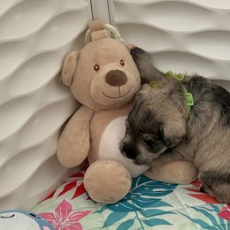 Miniature Schnauzer Puppies from Happy Schnauzer