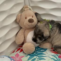 Miniature Schnauzer Puppies from Happy Schnauzer