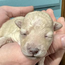 Eden - Cream female Maltipoo puppy in Mabelvale, Arkansas from Durham's Designer Poos