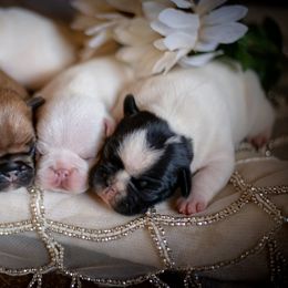 French Bulldog Puppies from Top Hat Ranch