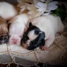 French Bulldog Puppies from Top Hat Ranch