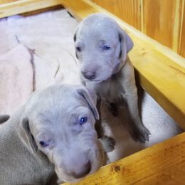 Weimaraner Puppies from Big River Weimaraners