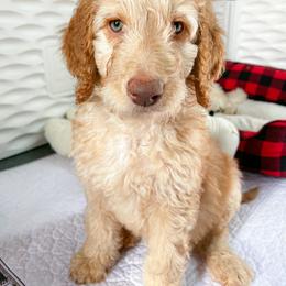 Goldendoodle Puppies from Lundee Doodles