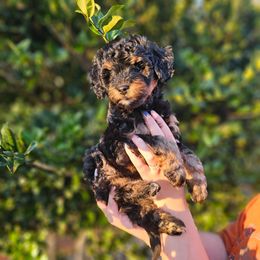 Sookie - Tri-color female Bernedoodle puppy in Mobile, Alabama from Doodle Dreams